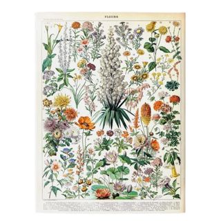 Vintage herbology poster