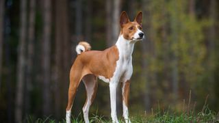 Basenji is one of the easiest dog breeds