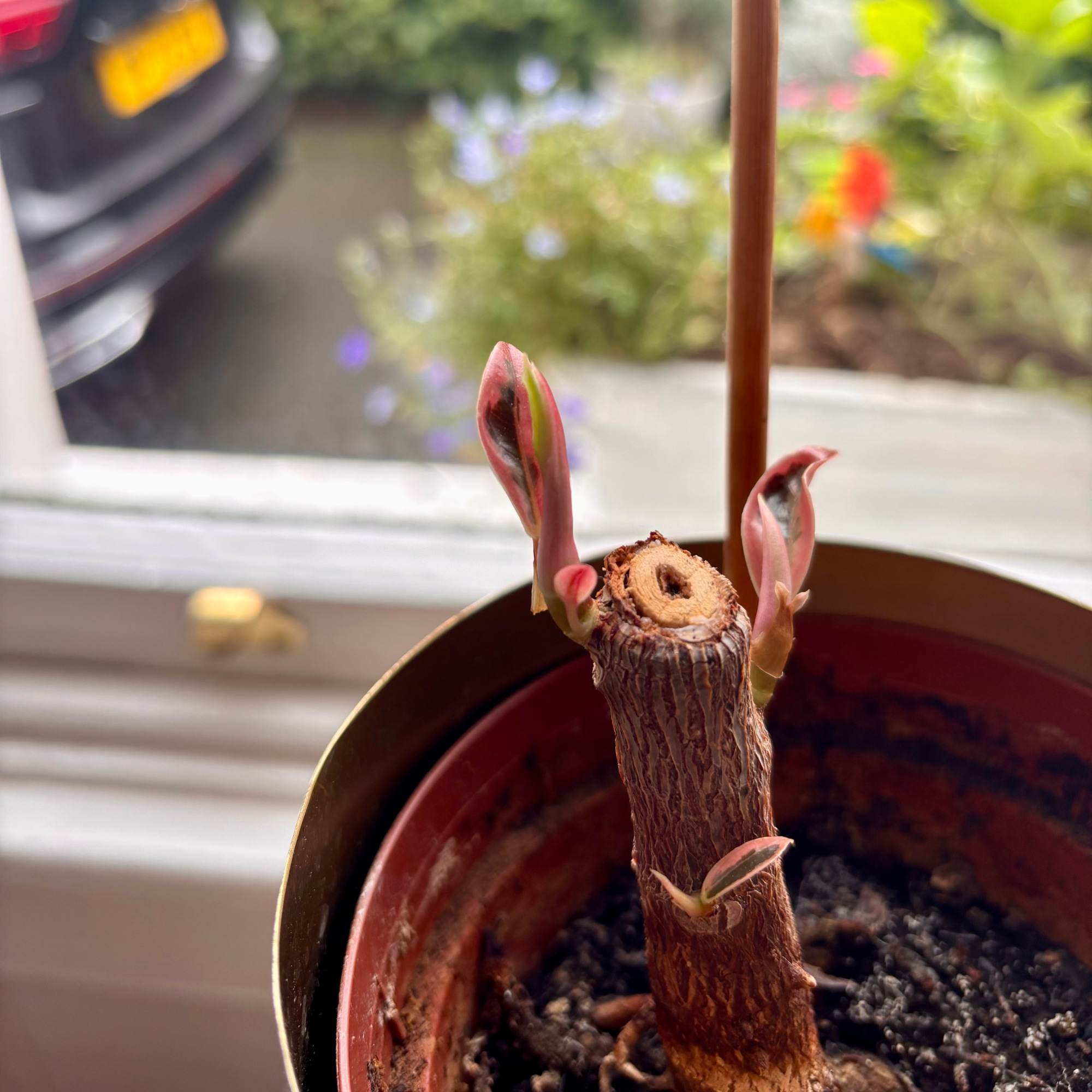 new growth on a pruned variegated rubber plant