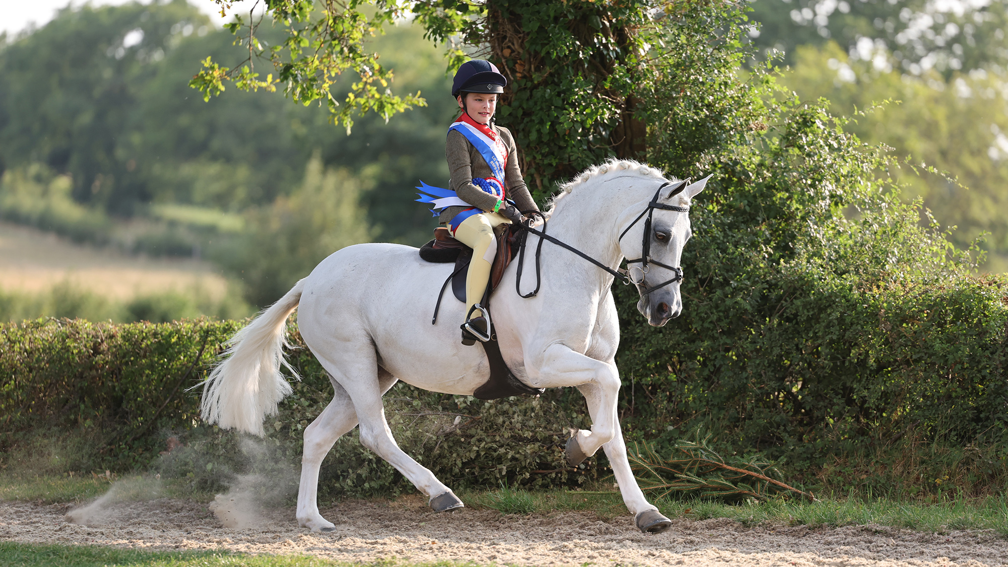 A grey 133cm working hunter pony in canter ridden you a young girl wearing a tweed hack and a supreme sash and winner&rsquo;s rosette
