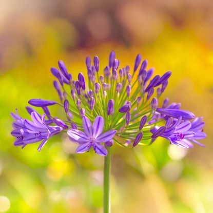 Close-up of blooming agapanthus flowers
