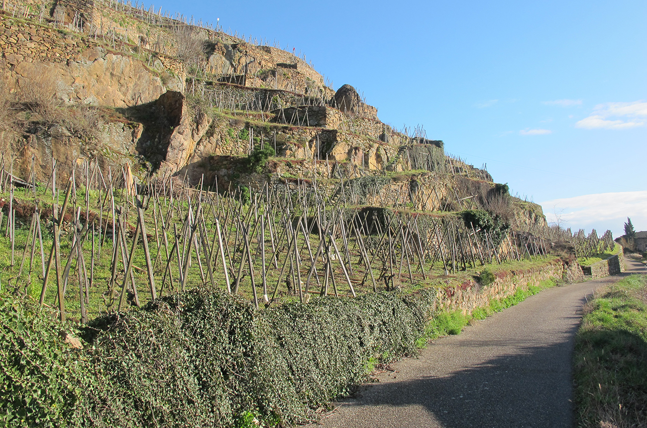 Rickety terraced vineyards in C&amp;ocirc;te-R&amp;ocirc;tie are labour intensive