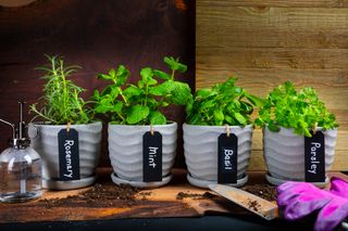 A herb garden with rosemary, mint, basil and parsley