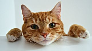 Close up of orange cat peering over a ledge