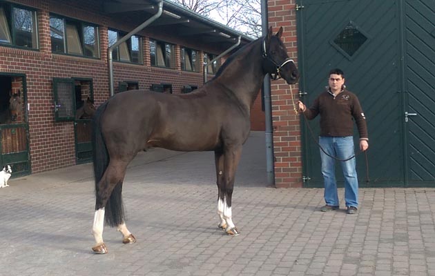 Christ-stallion