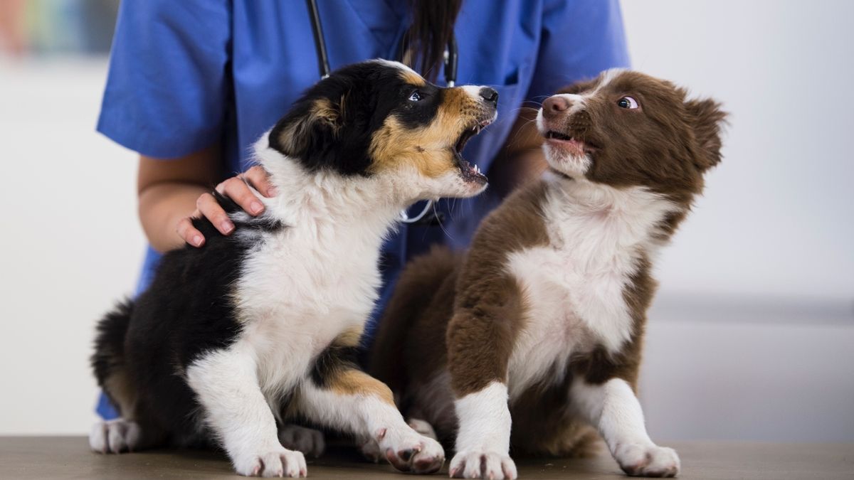 Struggling to train your reactive dog? Trainer shares four things you