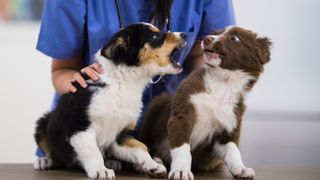 One puppy barking at another puppy while at the vet