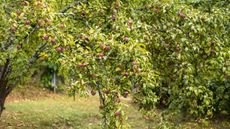 Apple trees covered in red fruits