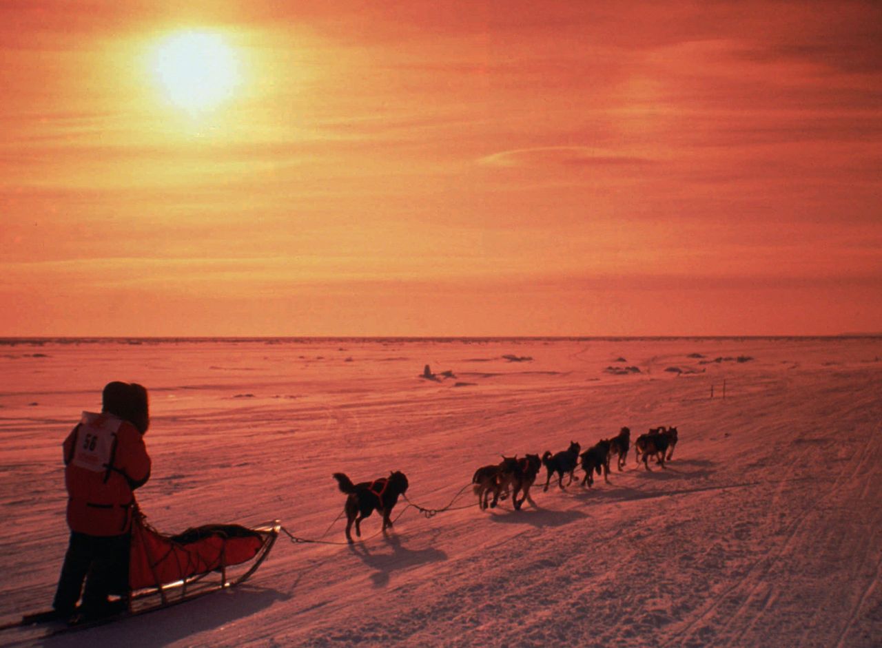 Sled dog