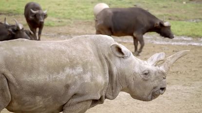 Nola, one of the last four Northern White Rhinos, is dead