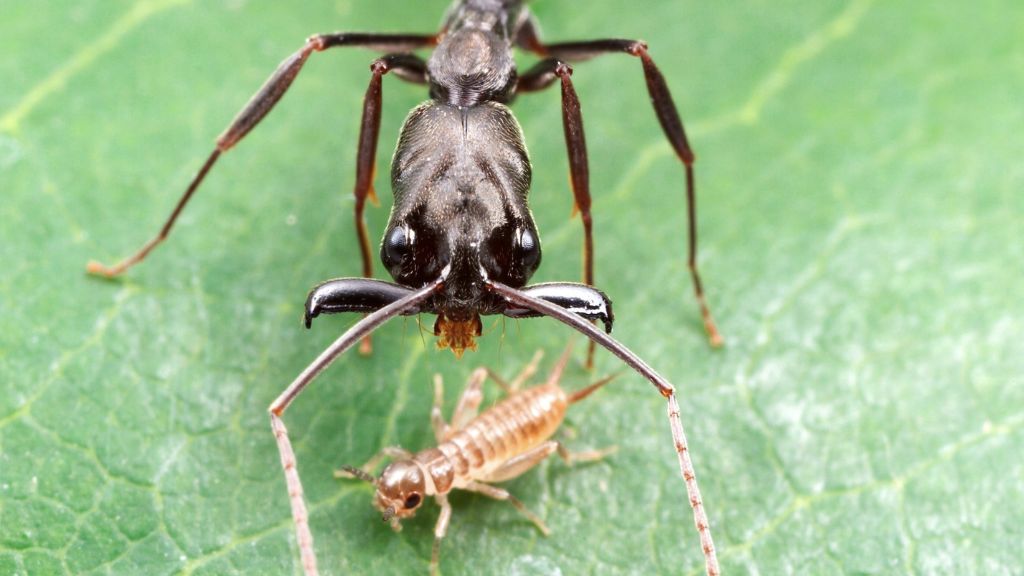 An Odontomachus bauri jaw ant sits on a leaf next to a small insect it is about to bite