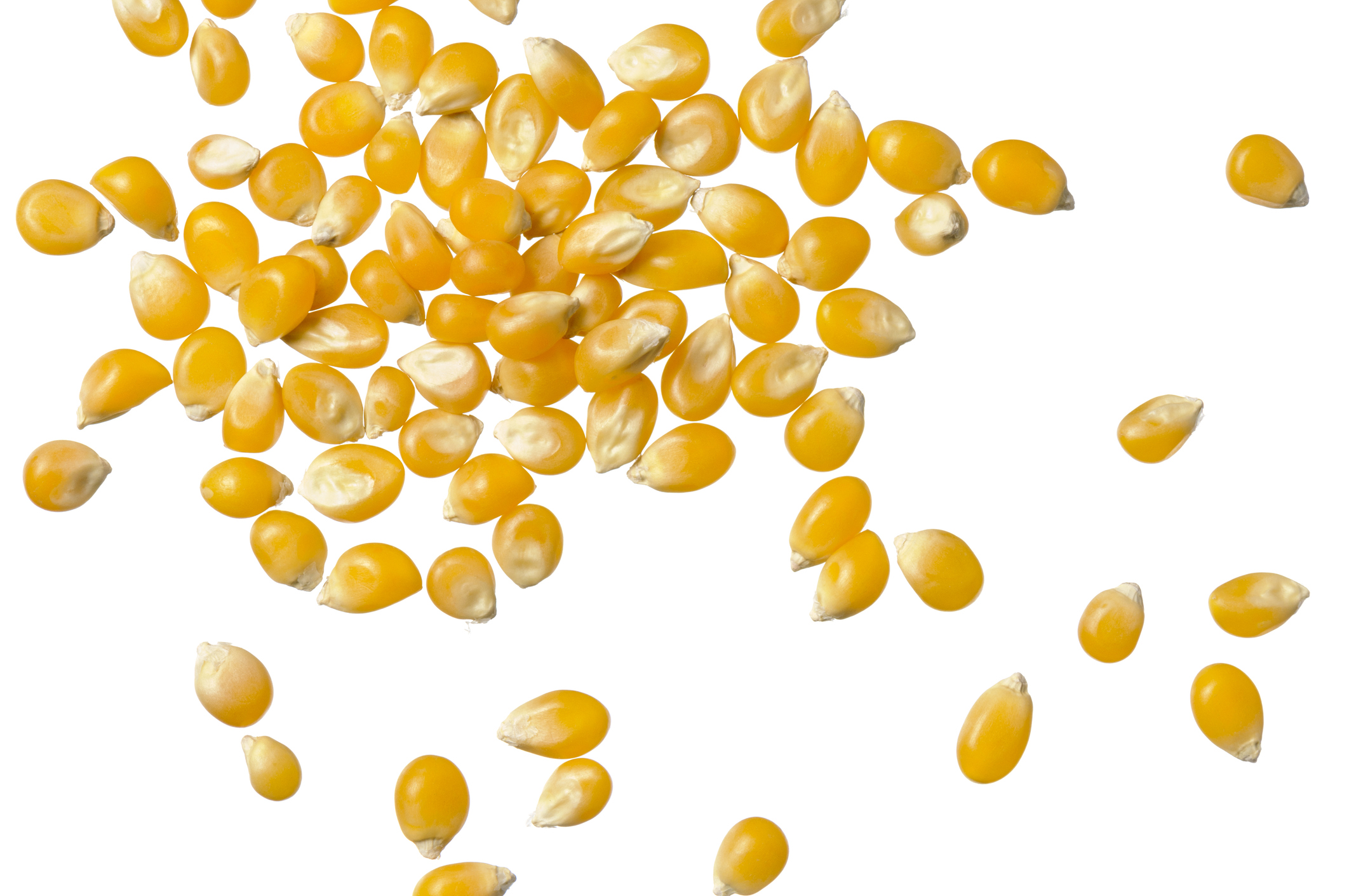 Bright yellow kernels of dry corn seed for making popcorn. Macro shot of scattered kernels isolated on white background.
