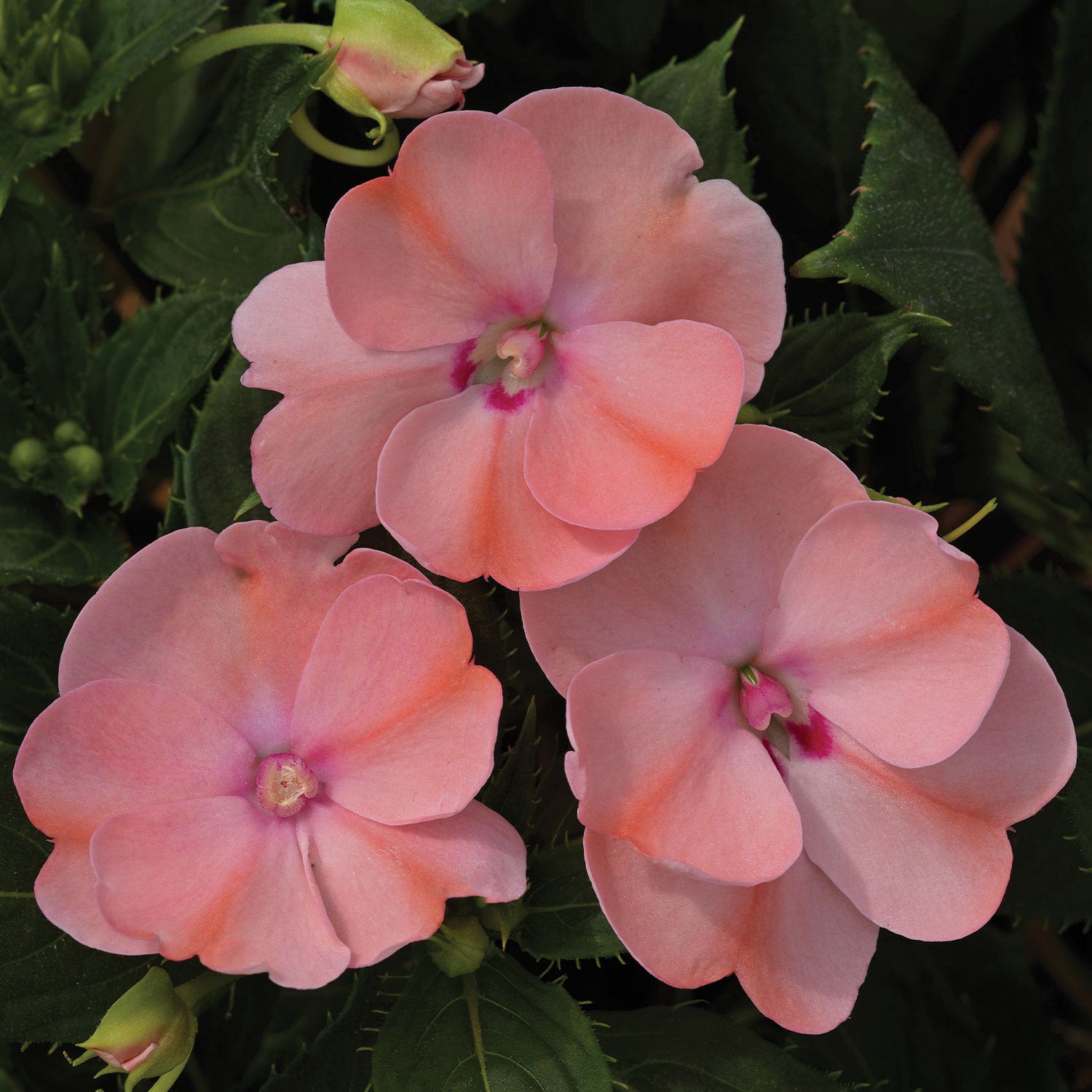 Sunpatiens Blush Pink Impatiens Plants