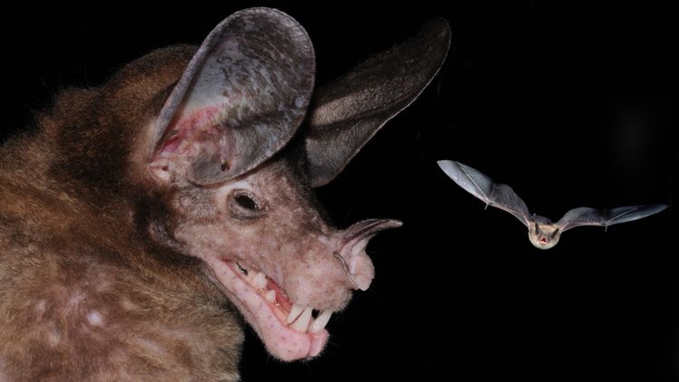 Bat metal: scientists say mammals use the same ventricular folds to ...