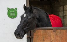 black beauty