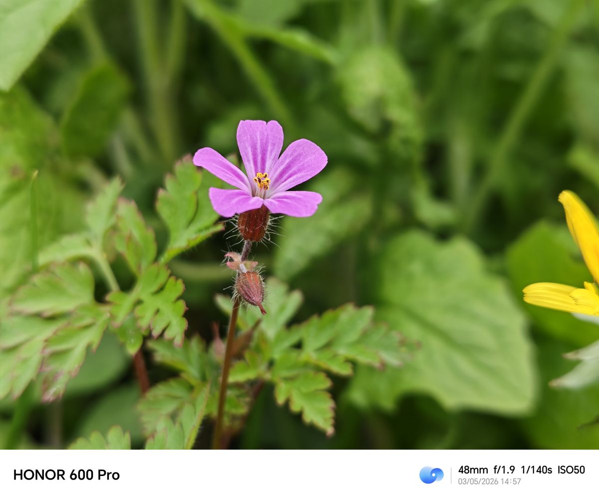 Close-up of a small pink wildflower against a blurred green leafy background