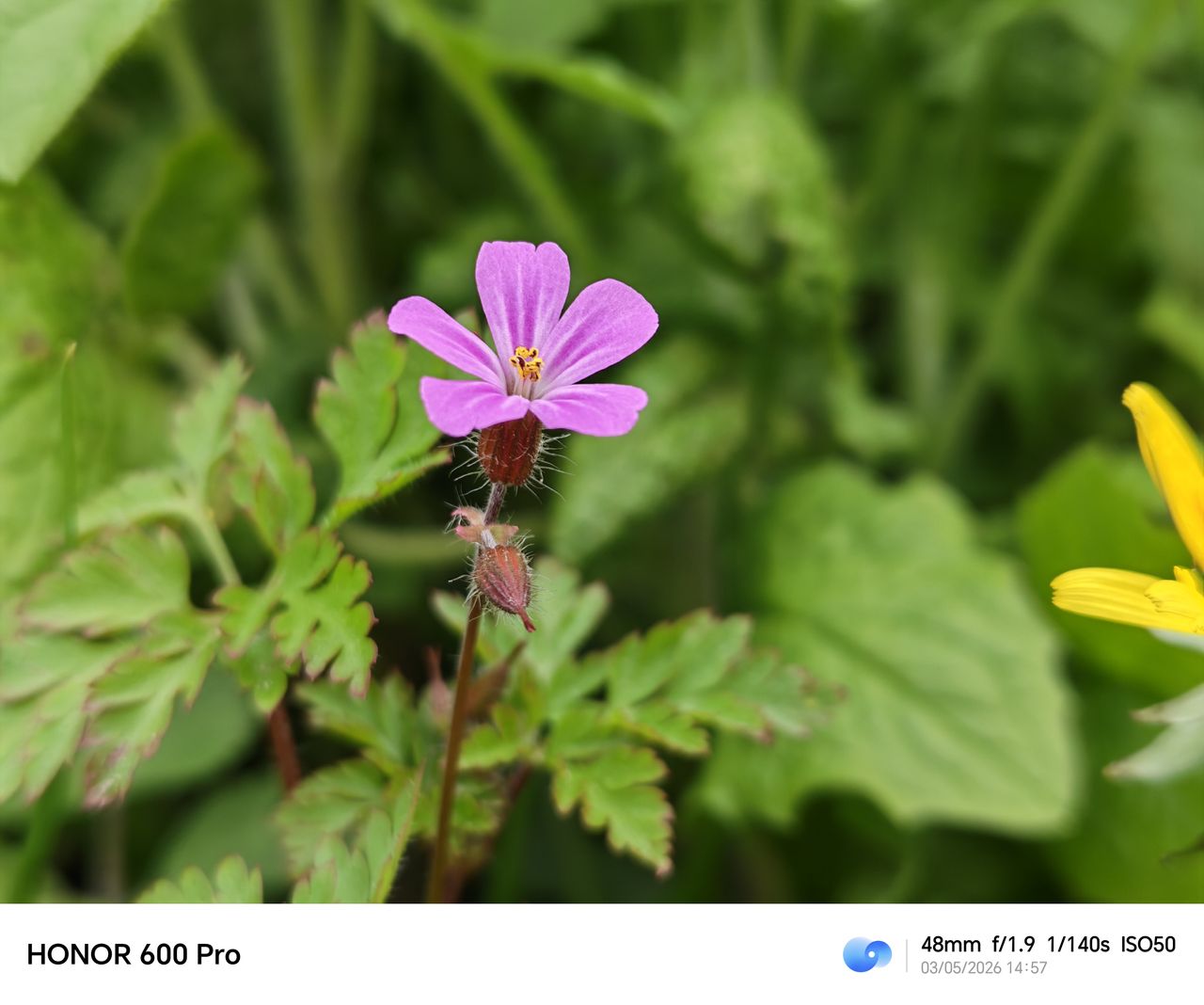 Close-up of a small pink wildflower against a blurred green leafy background