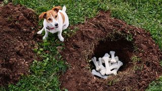 Dog sat beside hole filled with treat bones