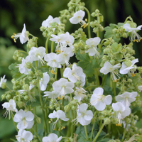 Geranium macrorrhizum 'White-Ness' at Waitrose Garden