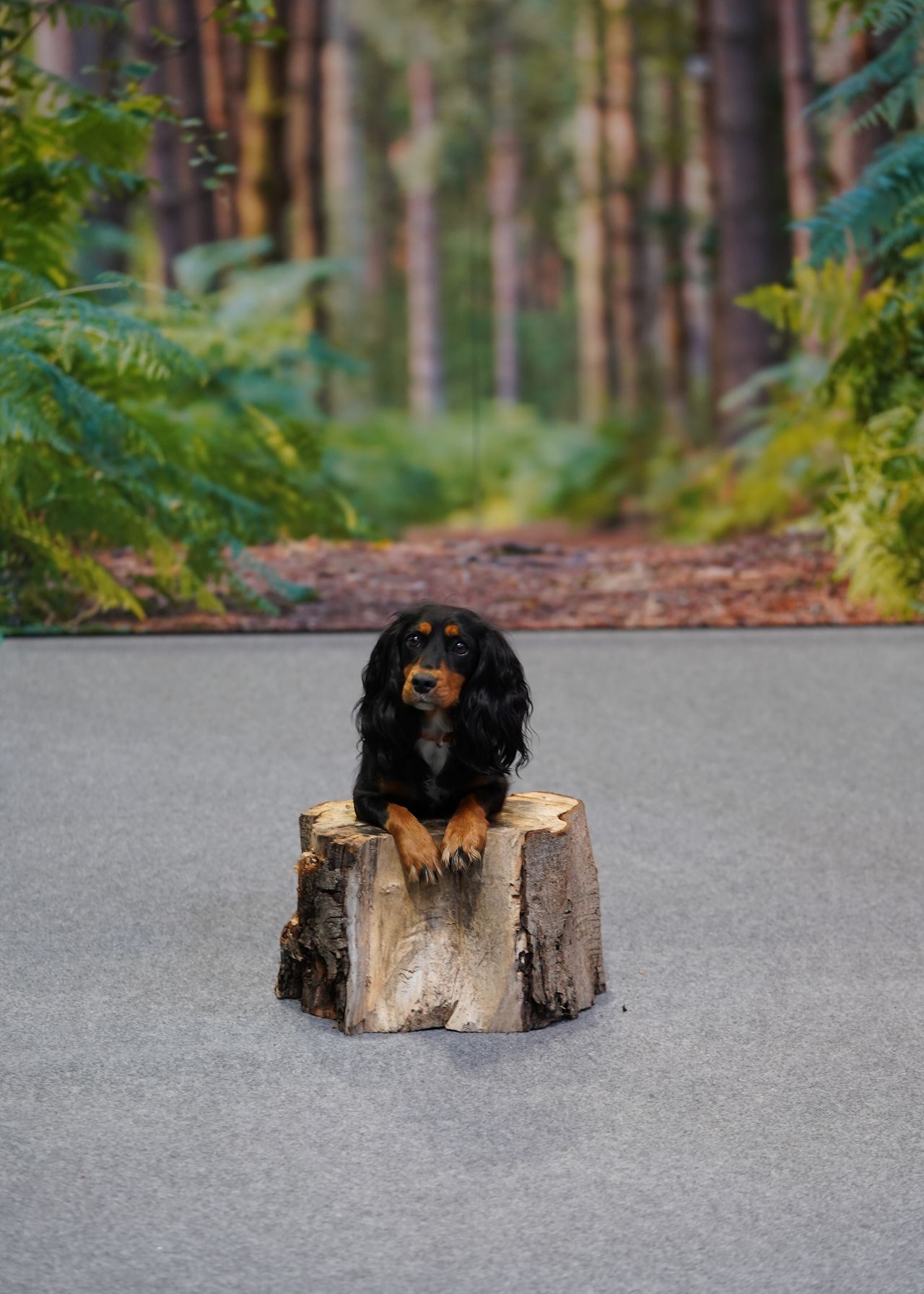 Dogs that stole our hearts at The Photography Show 2022