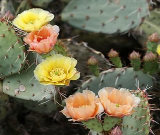 Prickly Pear Cactus, Opuntia Engelmannii 