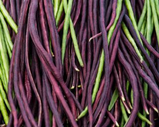 Mixed purple and green yardlong beans freshly harvested