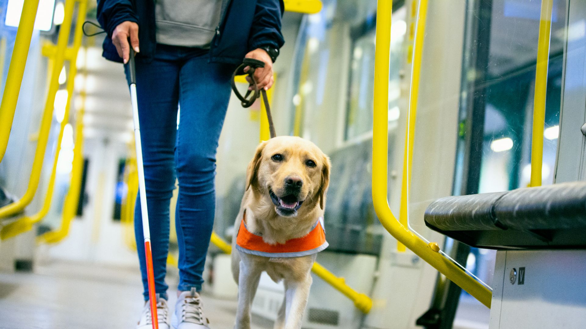 Service dog walking with a person who is blind