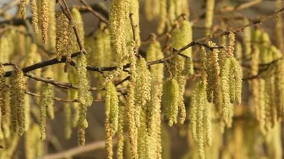catkins hanging from branches