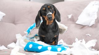 Hard to train dachshund sitting with ripped up cushion around him