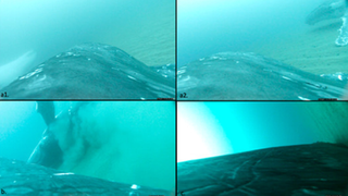 Screenshots from the underwater footage taken for research purposes show humpback whales rolling on the sandy seafloor.