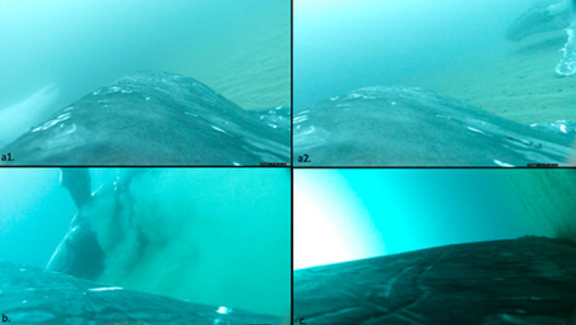 Screenshots from the underwater footage taken for research purposes show humpback whales rolling on the sandy seafloor.