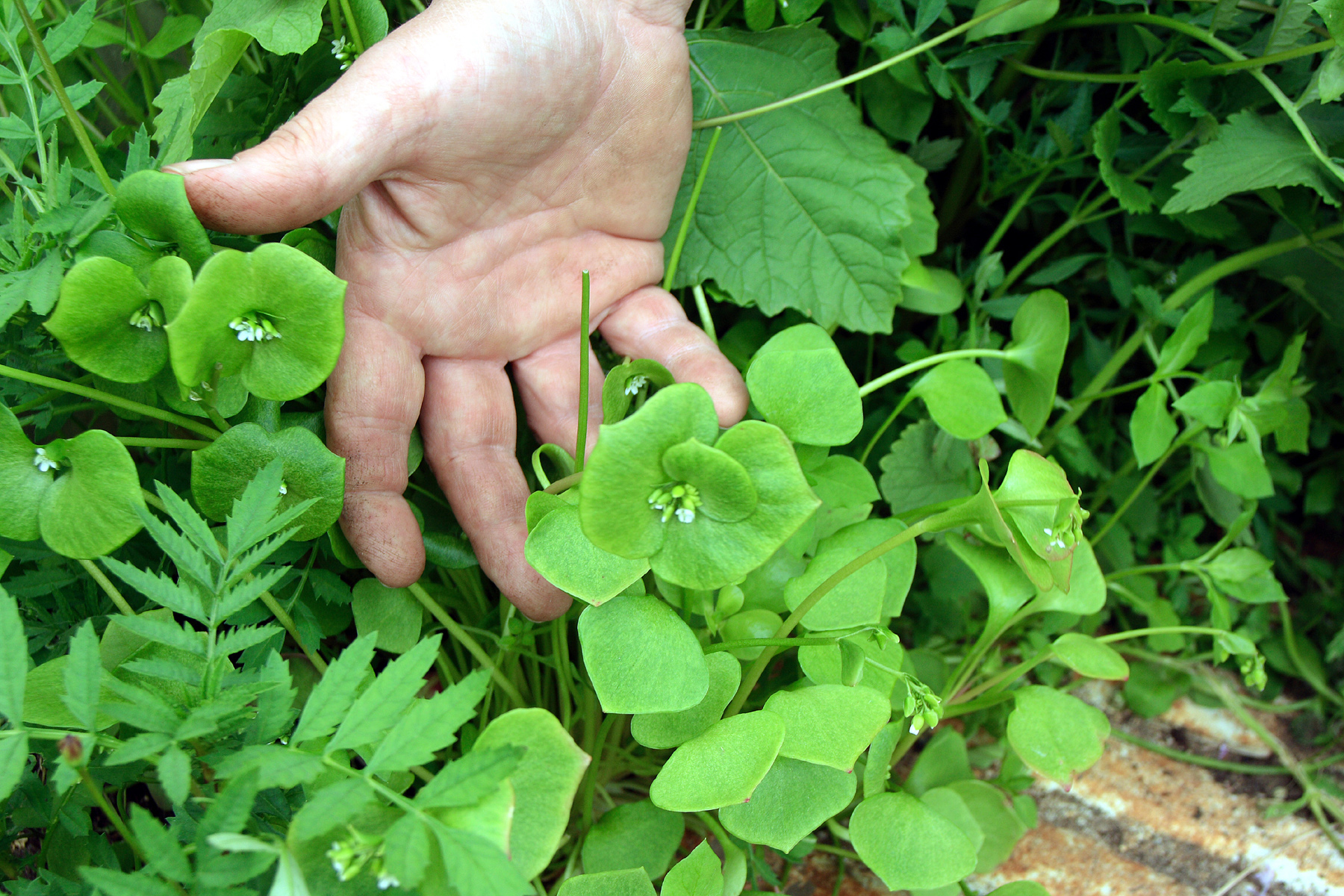 Winter purslane