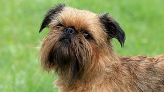 unusual dog breeds brussels griffon