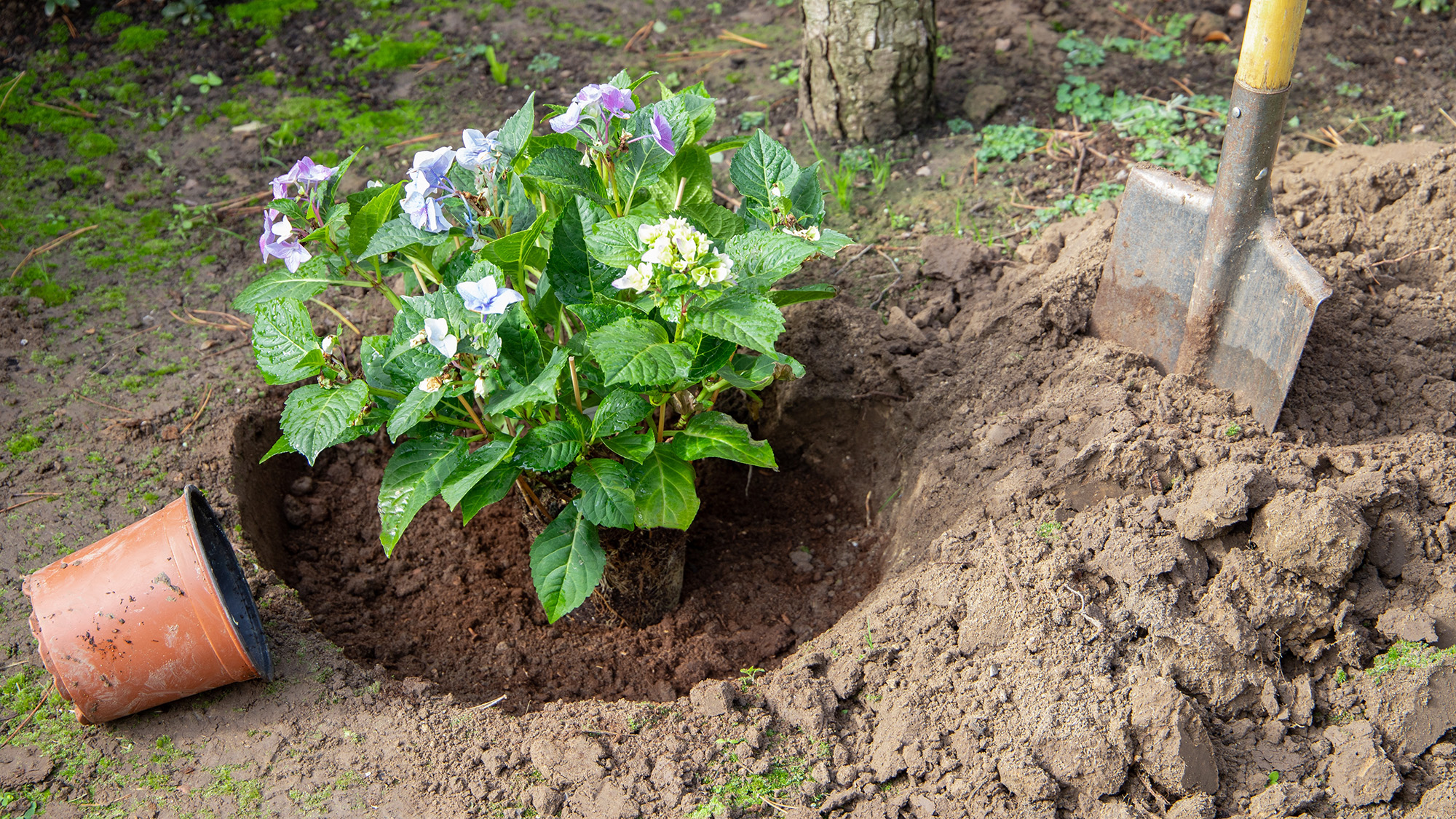 Planting hydrangea