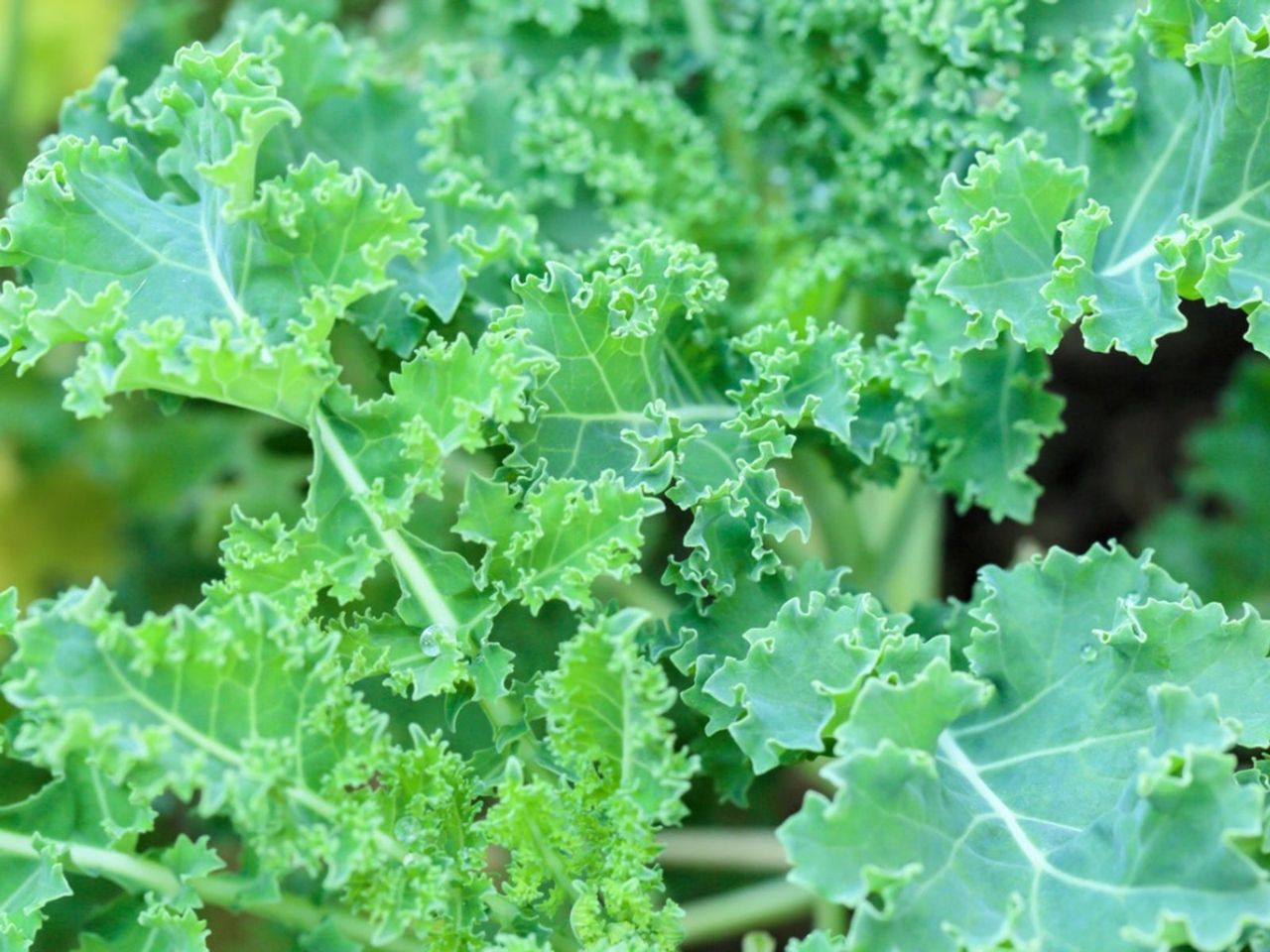 Kale Plants