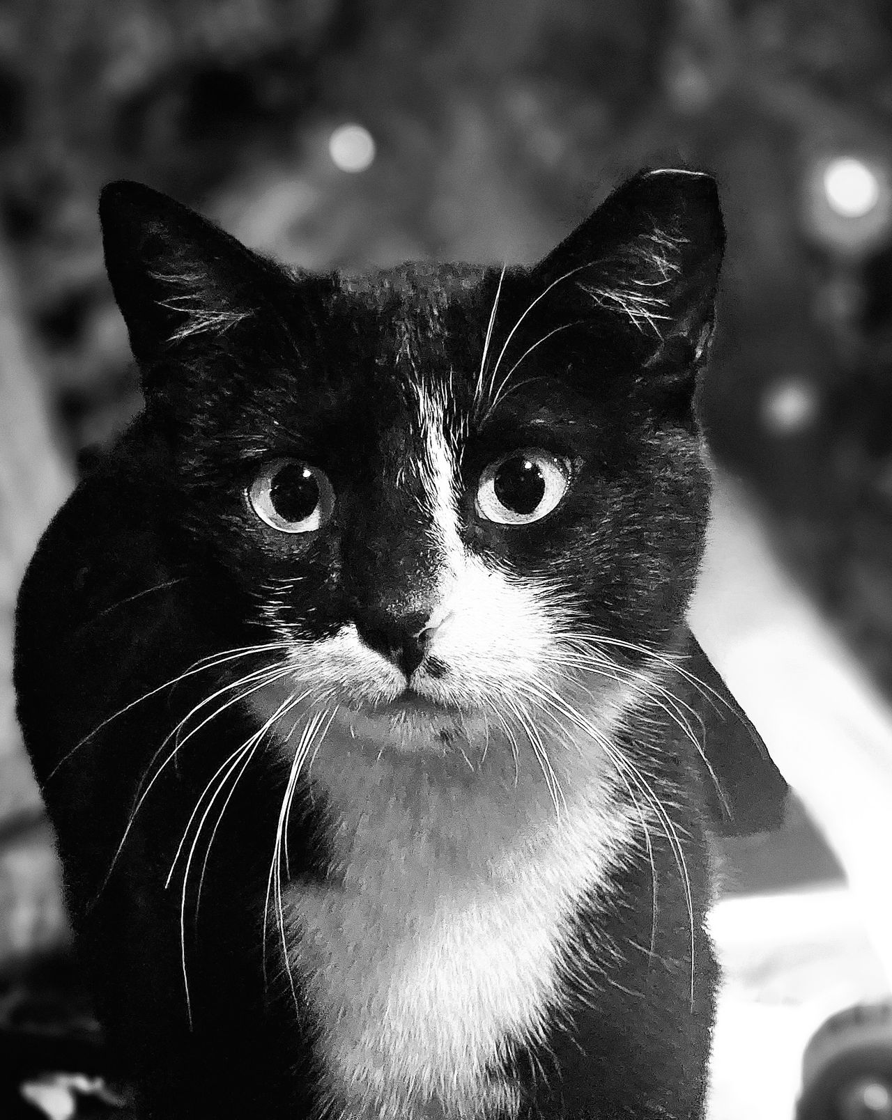 GuruShots - Powerful Black &amp; White Jan 26