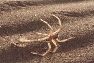 An image of a spider