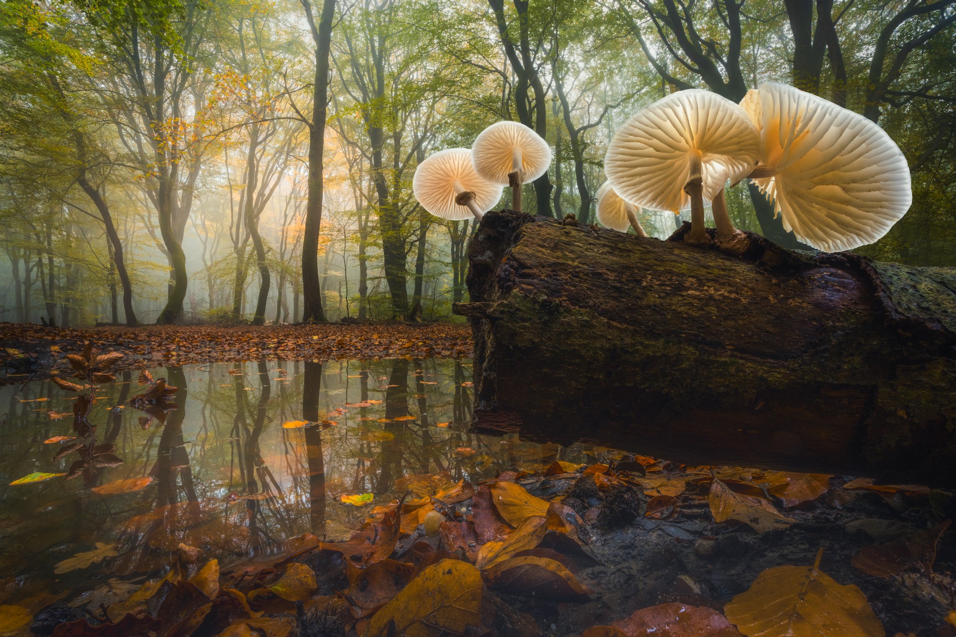 A stunning, low-angle photograph of several porcelain-white mushrooms growing on a dark, mossy log reflected in a pool of water, set against a misty, autumn forest floor covered in golden and brown leaves.