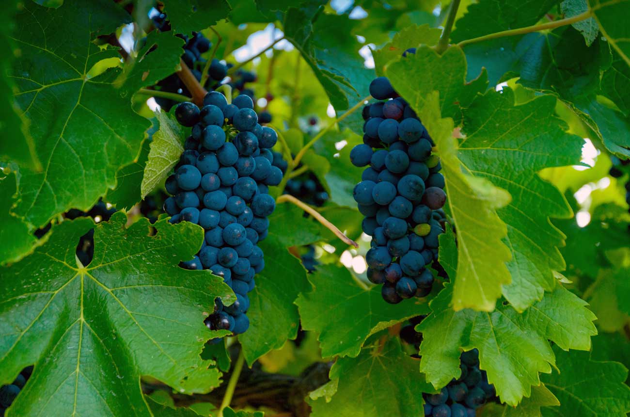 Shiraz grapes on the vine Barossa Valley Australia