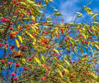 Green foliage and pink fruits of a spindle tree with blue sky behind