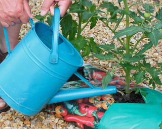 atering tomato plants in a grow bag with diluted tomato feed to promote strong, healthy growth and fruiting.
