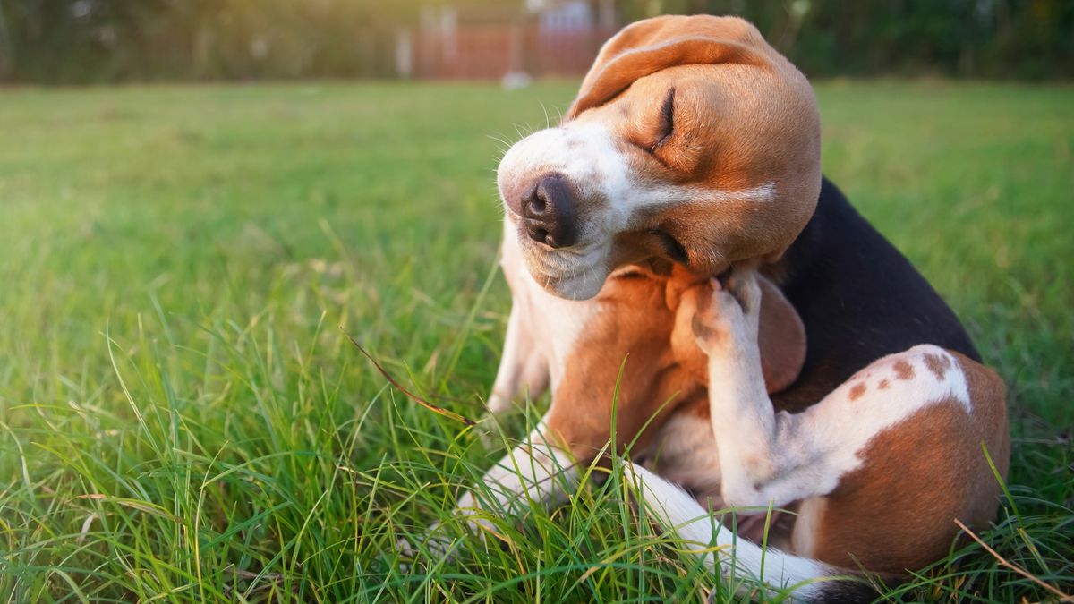 Beagle scratching behind its ear with its foot while sitting in a grassy field