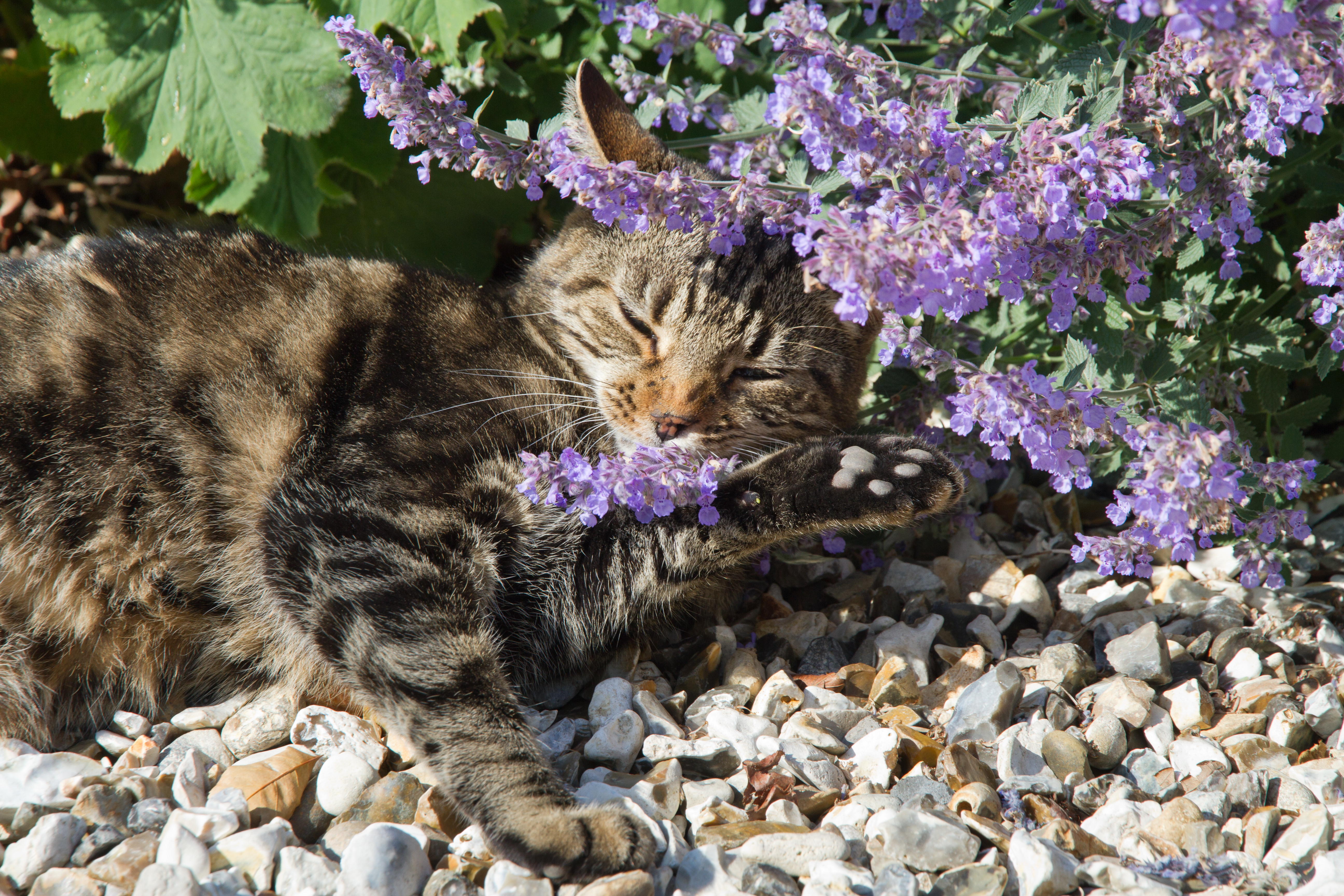 Cat smelling catmint.