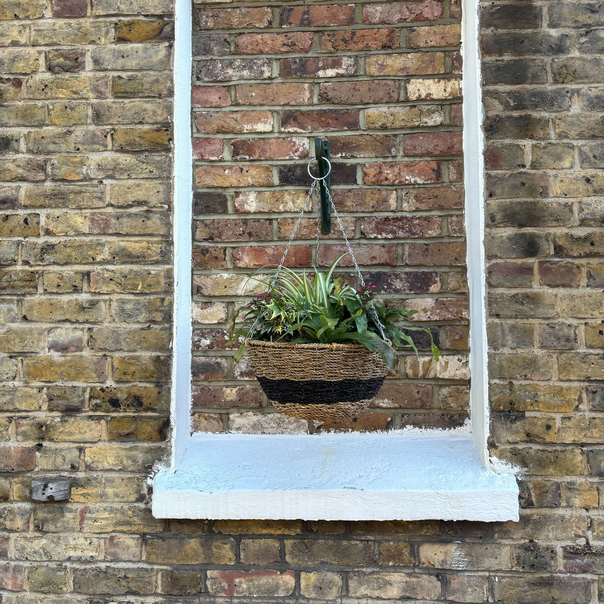 Hanging basket with ferns, fuschia and spider plant