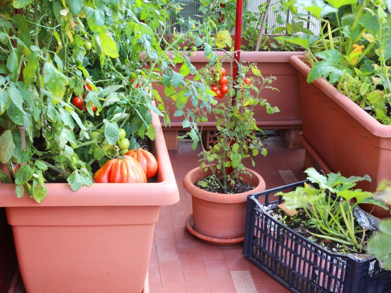 Potted Vegetable Garden