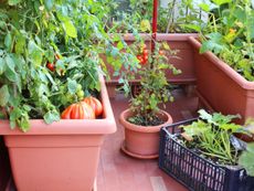 Potted Vegetable Garden