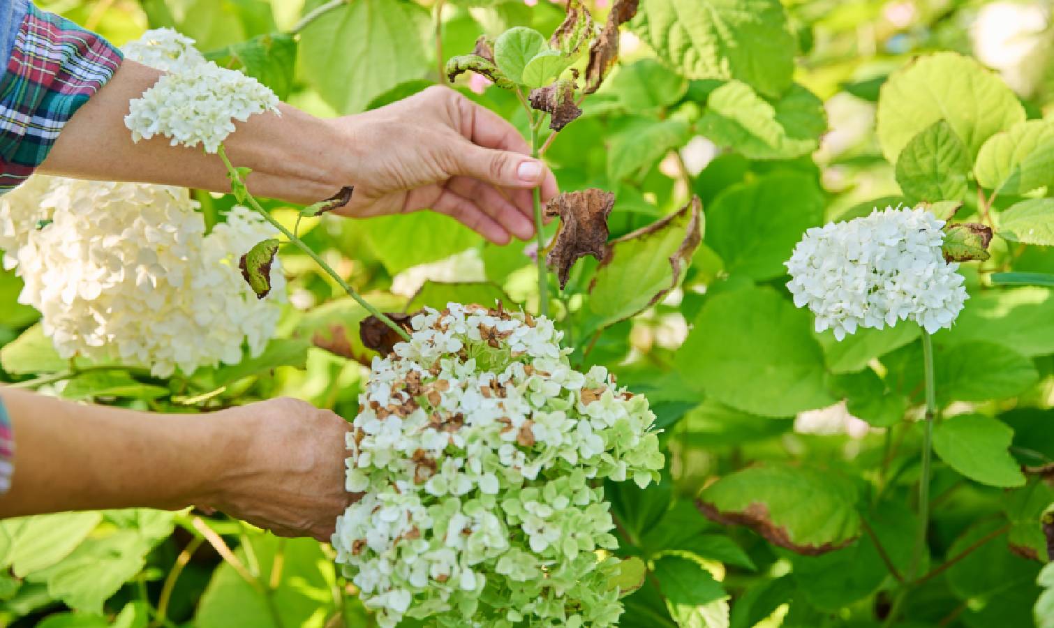Sunburnt hydrangeas 