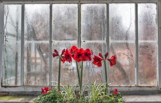 red amaryllisby the window