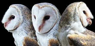 owls, fossils, history, extinction