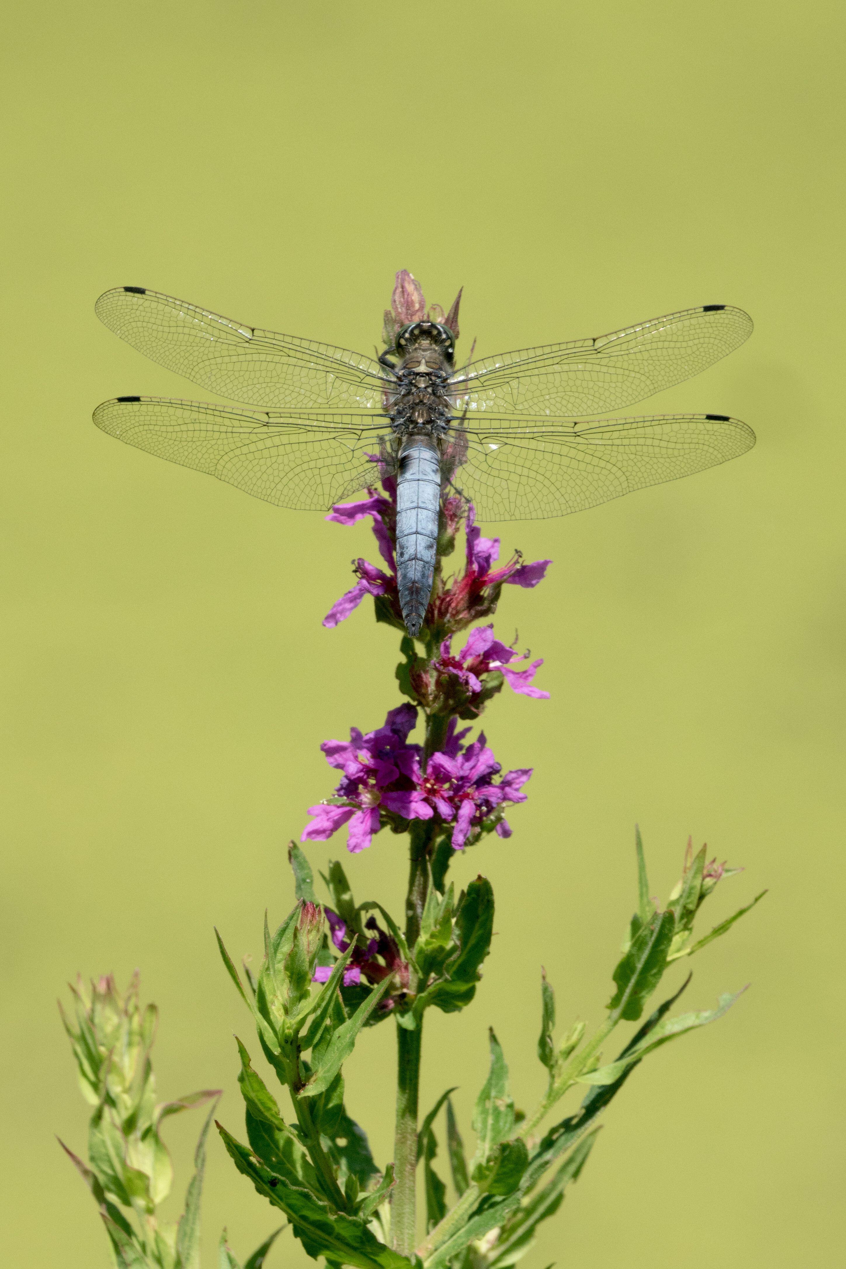Dragonfly